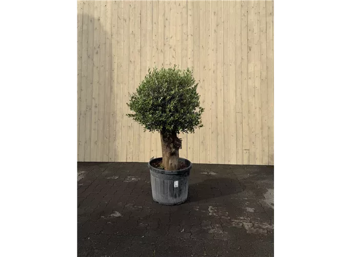 90 L Topf - Olea europaea intensiv