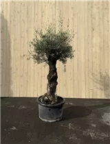 100 L Topf - Olea europaea mini Pata Picual 50/60