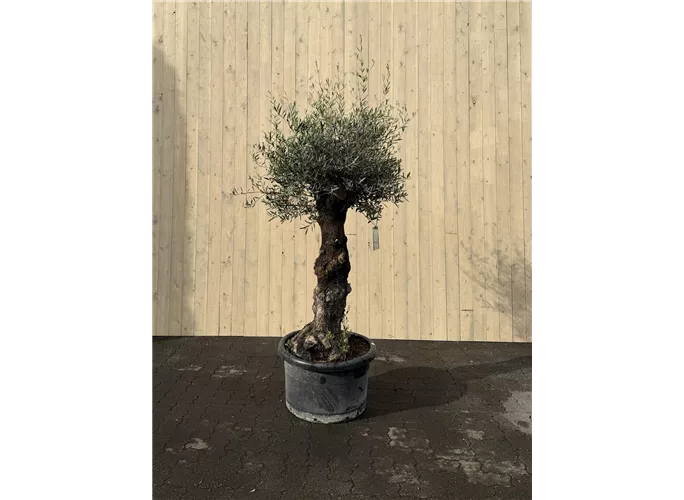100 L Topf - Olea europaea mini Pata Picual 50/60