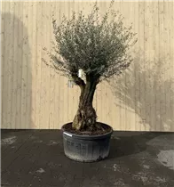 240 L Topf - Olea europaea Manzanilla 80/100