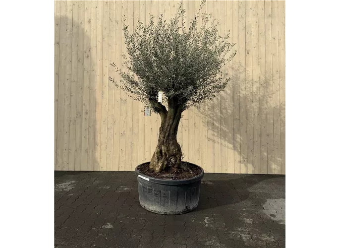 240 L Topf - Olea europaea Manzanilla 80/100