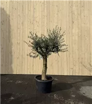 60 L Topf - Olea europaea