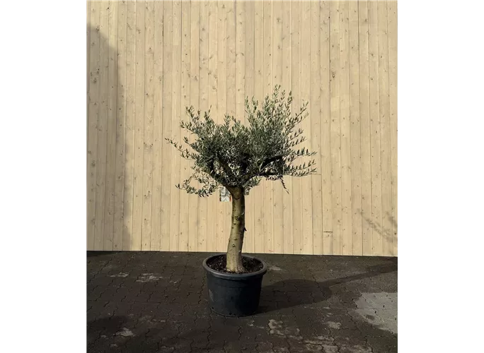 60 L Topf - Olea europaea