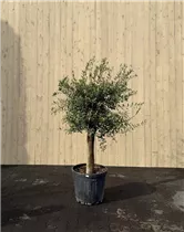 55 L Topf - Olea europaea