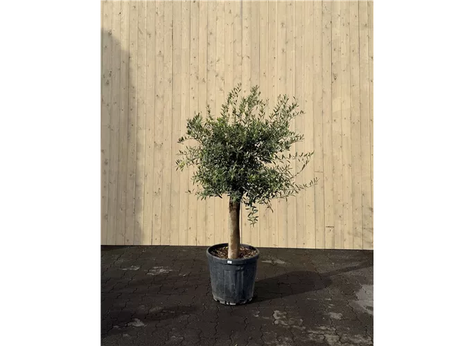 55 L Topf - Olea europaea