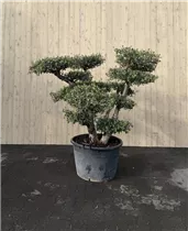  - Olea europaea Pom Pom