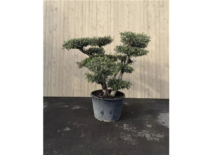  - Olea europaea Pom Pom