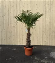 70/80 Stamm 35 L Topf - Trachycarpus fortunei