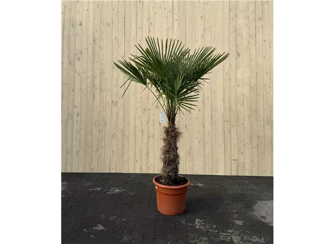 70/80 Stamm 35 L Topf - Trachycarpus fortunei