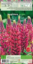 Blumenzwiebeln Premium - Lupinus My Castle - 3 Stück