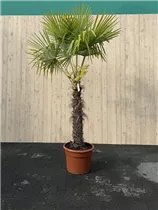90/100 Stamm 45 L Topf - Trachycarpus fortunei