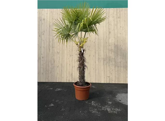 90/100 Stamm 45 L Topf - Trachycarpus fortunei