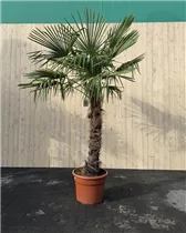 110/130 Stamm 65 L Topf - Trachycarpus fortunei