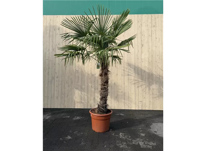 110/130 Stamm 65 L Topf - Trachycarpus fortunei