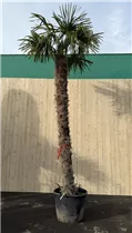 240/300 Stamm 100 L Topf - Trachycarpus fortunei