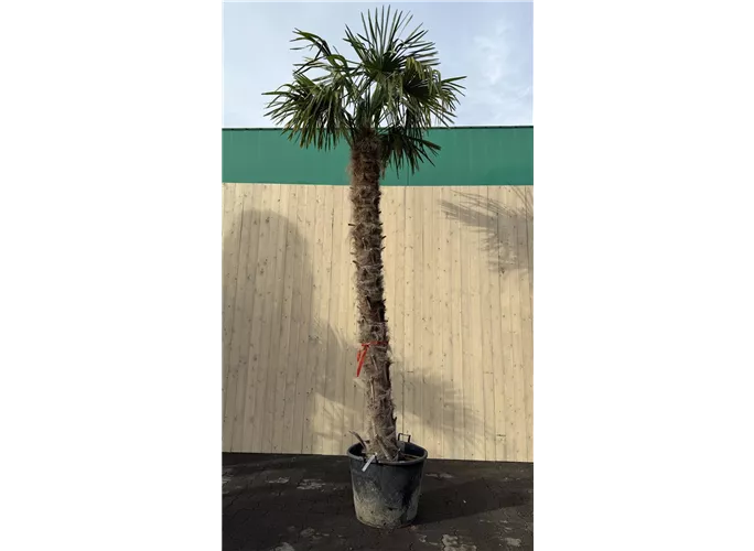 240/300 Stamm 100 L Topf - Trachycarpus fortunei