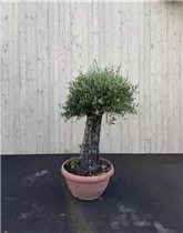 72 cm Schale - Olea europaea mini Pata Picual