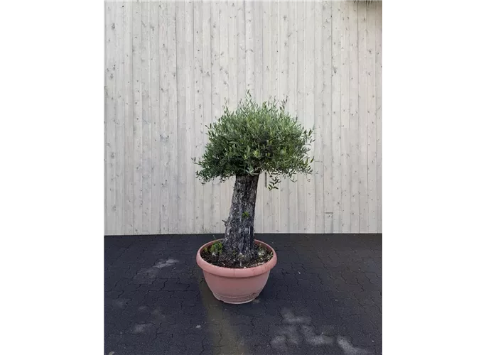 72 cm Schale - Olea europaea mini Pata Picual