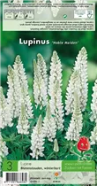 Blumenzwiebeln - Lupinus Noble Maiden - 3 Stück