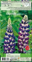 Blumenzwiebeln Premium - Lupinus The Governor - 3 Stück
