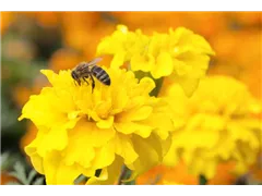 Bienenweide - Bienenweide