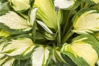 - Die Funkie – eine der schönsten Blattschmuckstauden  - Die Funkie – eine der schönsten Blattschmuckstauden