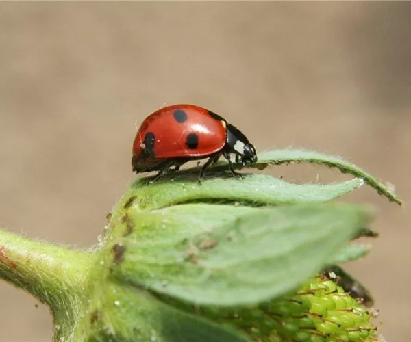 - Natürlicher Pflanzenschutz: es muss nicht gleich die Chemie-Keule sein  - Natürlicher Pflanzenschutz: es muss nicht gleich die Chemie-Keule sein