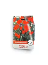 Blumenzwiebeln - Tulp Praestans Tub. Var. x6