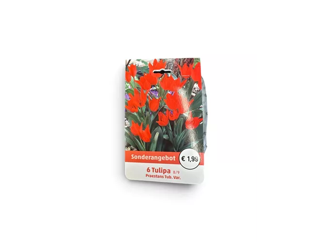 Blumenzwiebeln - Tulp Praestans Tub. Var. x6
