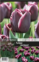  - Tulpen Jackpot