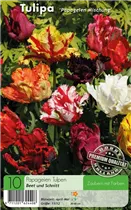  - Tulpen Papageien Mischung