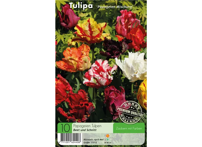  - Tulpen Papageien Mischung