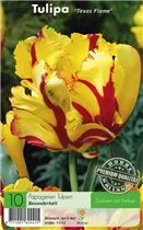  - Tulpen Texas Flame
