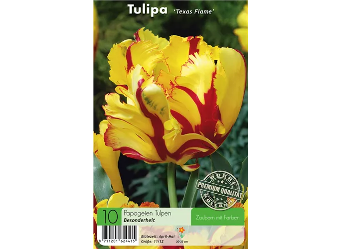  - Tulpen Texas Flame
