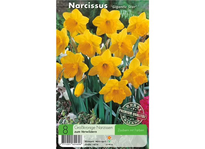  - Narzissen Gigantic Star