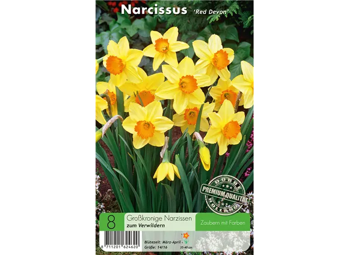  - Narzissen Red Devon