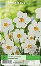  - Narzissen Actaea