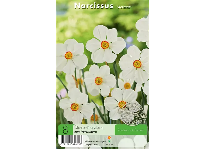  - Narzissen Actaea