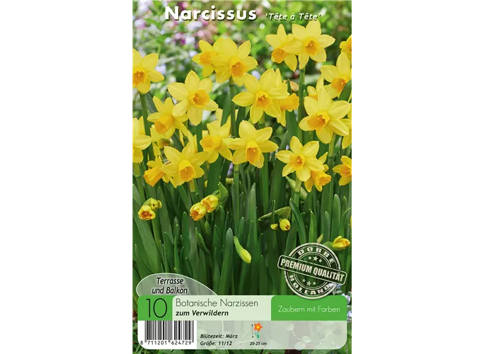  - Narzissen Tête à Tête
