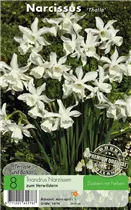 Blumenzwiebeln - Narzissen Thalia Triandrus 8 Stück - Weiß