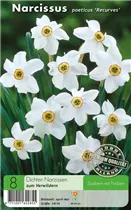 Blumenzwiebeln - Tulpen Sylvestris