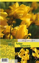 Blumenzwiebeln - Tulpen Sylvestris