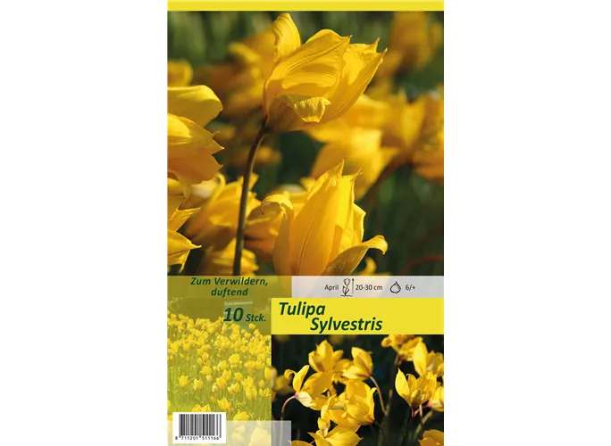 Blumenzwiebeln - Tulpen Sylvestris