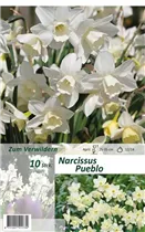 Blumenzwiebeln - Narzisse Pueblo