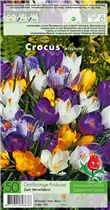  - Krokus Grandiflora Mischung