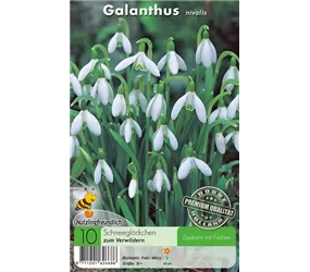  - Galanthus Nivalis einfach