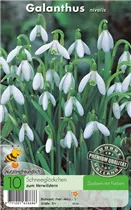  - Galanthus Nivalis einfach