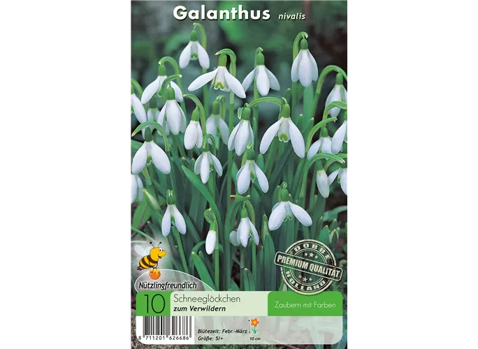  - Galanthus Nivalis einfach
