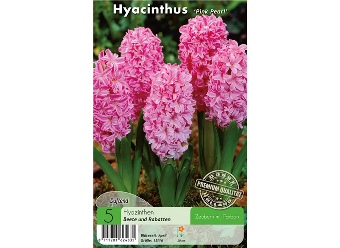  - Hyazinthen Pink Pearl
