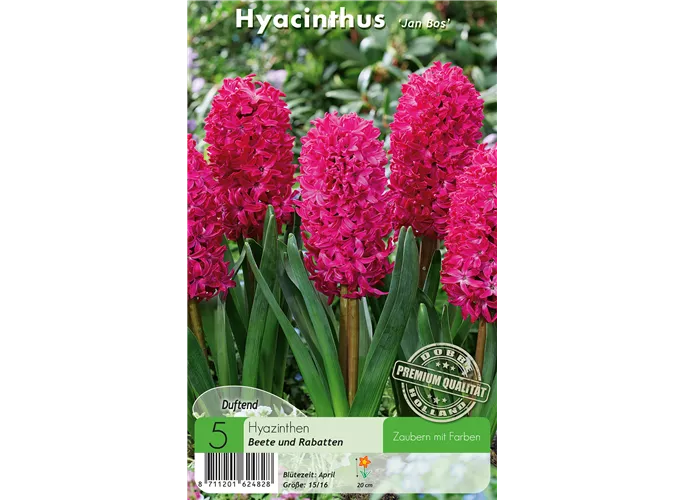  - Hyazinthen Jan Bos